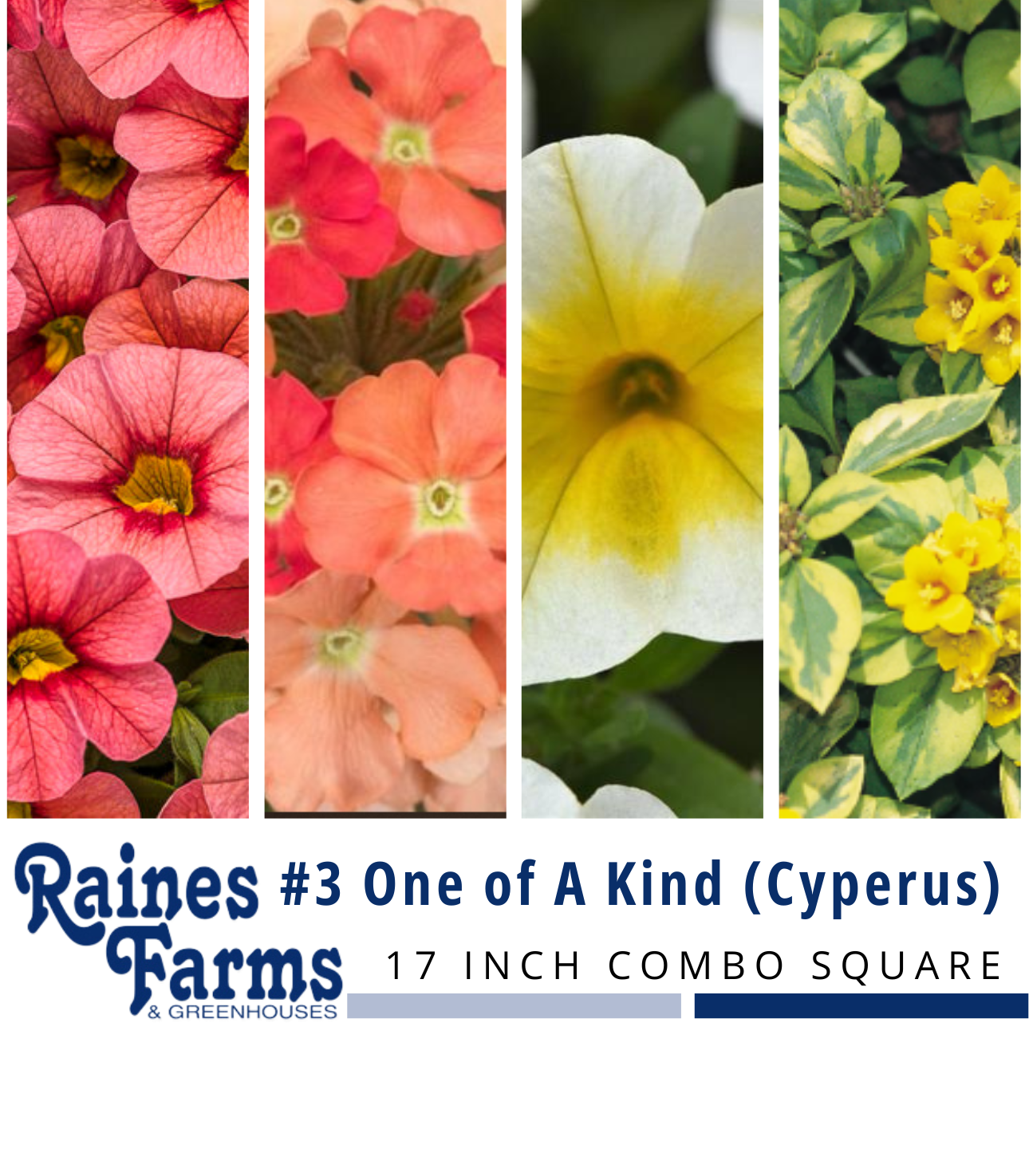 #3: One of a Kind (Cyperus) 17 Inch Combo Square